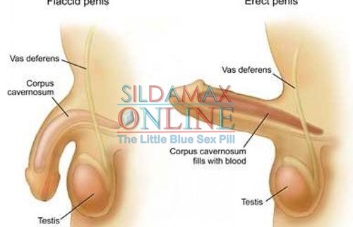 Erectile Dysfunction Erectile Dysfunction